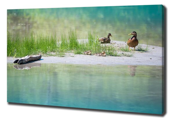 Imprimare tablou canvas Ducks de apă
