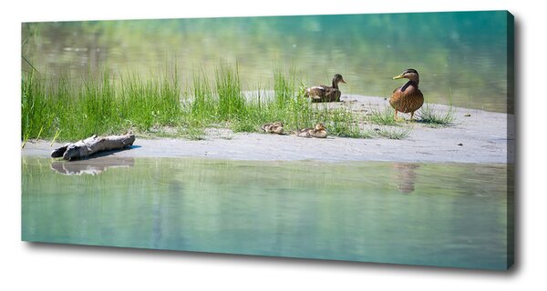 Imprimare tablou canvas Ducks de apă