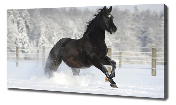 Print pe pânză Un cal în galop de zăpadă