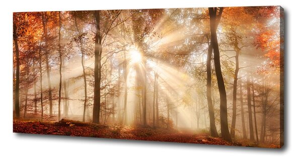 Print pe canvas Ceață în toamna anului pădure