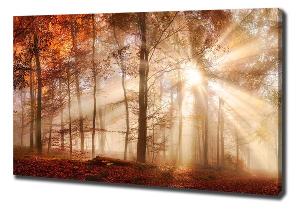 Print pe canvas Ceață în toamna anului pădure