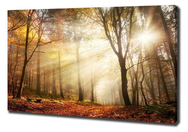 Tablou canvas Ceață în pădure