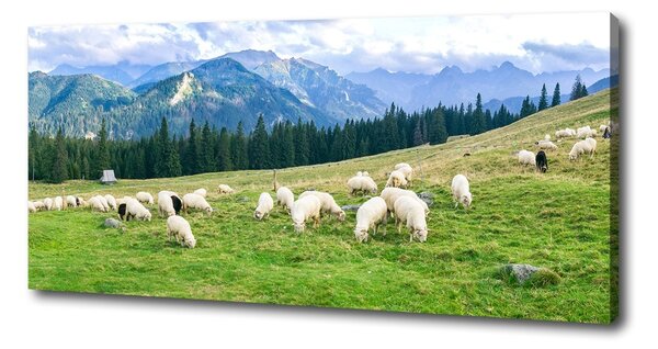 Tablouri tipărite pe pânză Oi în munții Tatra