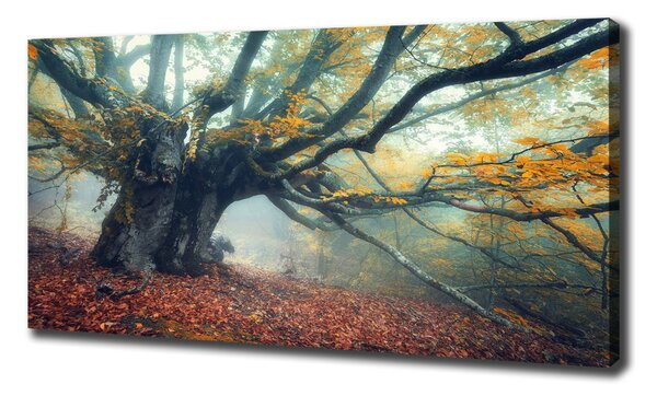 Tablou pe pânză canvas copac vechi
