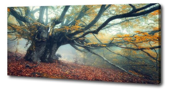 Tablou pe pânză canvas copac vechi