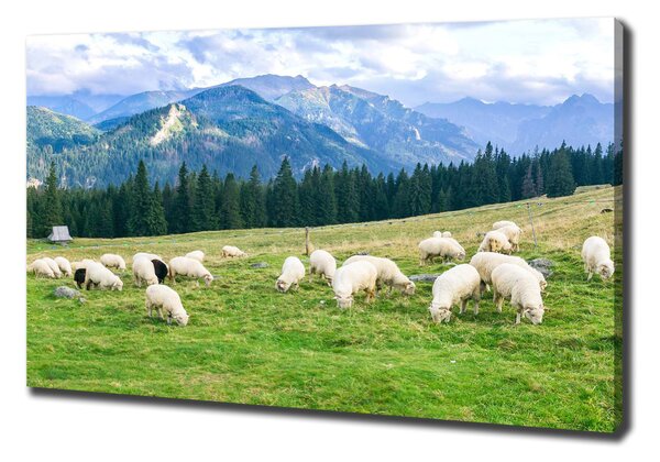 Tablouri tipărite pe pânză Oi în munții Tatra