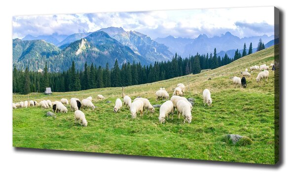 Tablouri tipărite pe pânză Oi în munții Tatra