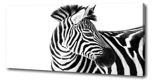 Tablouri tipărite pe pânză Zebra în zăpadă