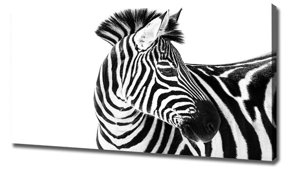 Tablouri tipărite pe pânză Zebra în zăpadă