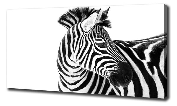 Tablouri tipărite pe pânză Zebra în zăpadă