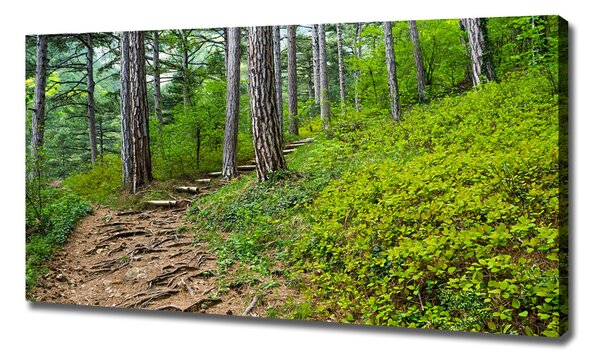 Print pe pânză drum forestier