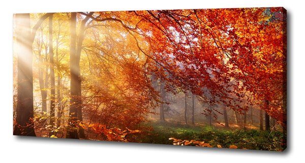 Imprimare tablou canvas pădure de toamnă