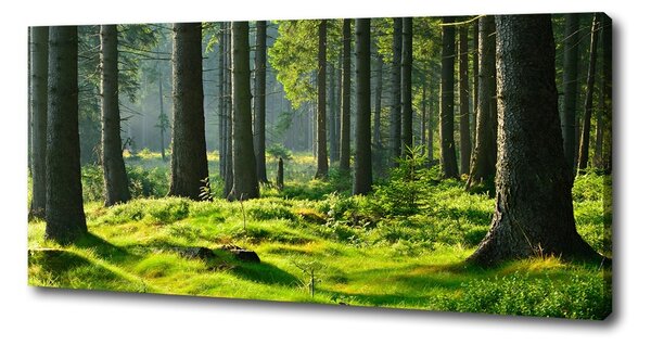 Pictură pe pânză pădure de molid