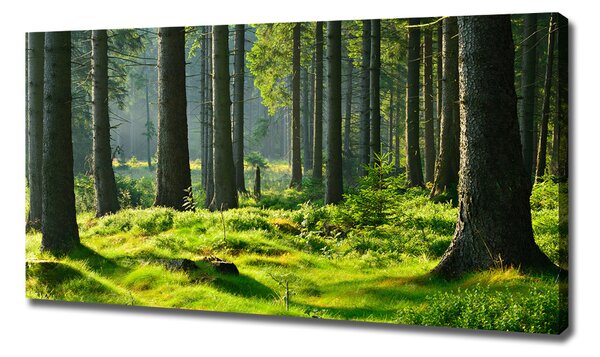 Pictură pe pânză pădure de molid