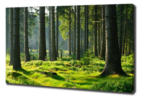 Pictură pe pânză pădure de molid