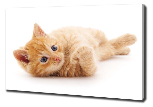 Tablou pe pânză canvas Red Cat