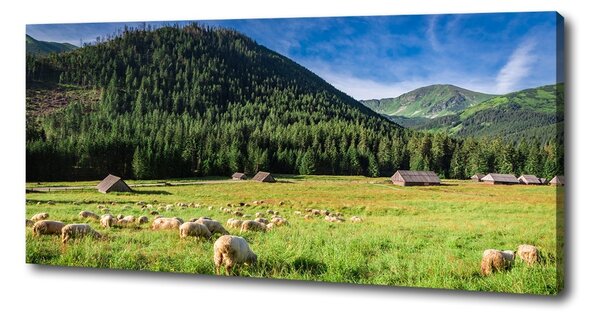 Imprimare tablou canvas Oi în munții Tatra