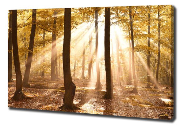 Tablou pe pânză canvas pădure în toamna