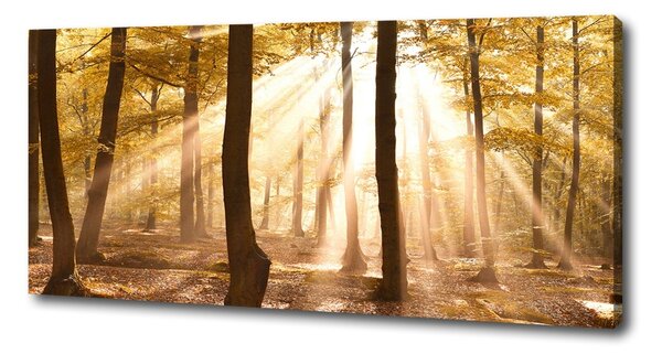 Tablou pe pânză canvas pădure în toamna