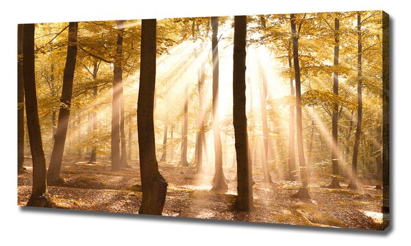 Tablou pe pânză canvas pădure în toamna
