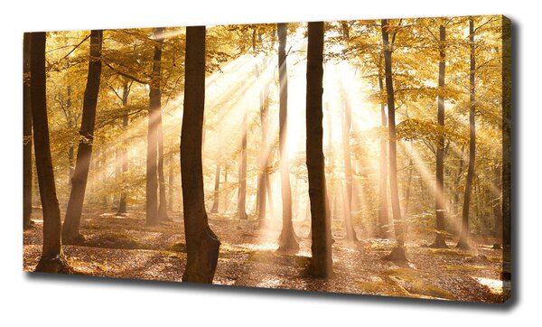 Tablou pe pânză canvas pădure în toamna