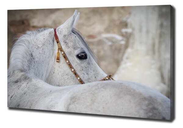 Tablou pe pânză canvas cal arab alb