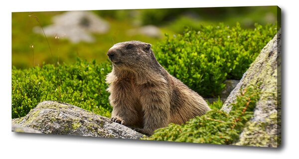 Tablou pe pânză canvas marmota