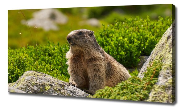 Tablou pe pânză canvas marmota