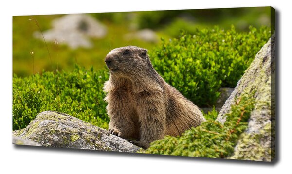 Tablou pe pânză canvas marmota