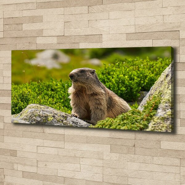 Tablou pe pânză canvas marmota