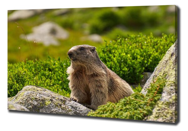 Tablou pe pânză canvas marmota