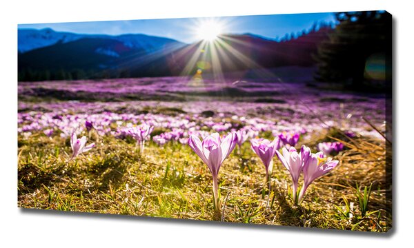 Tablou canvas Branduse în luminiș