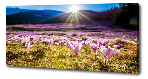 Tablou canvas Branduse în luminiș