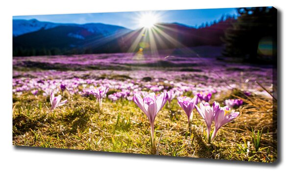 Tablou canvas Branduse în luminiș