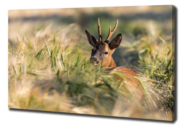 Print pe canvas Deer în domeniu