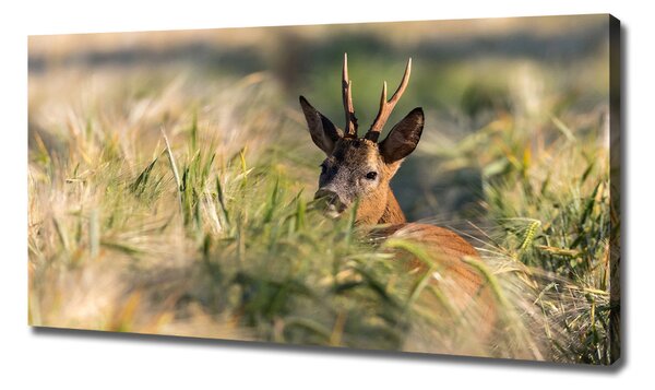 Print pe canvas Deer în domeniu