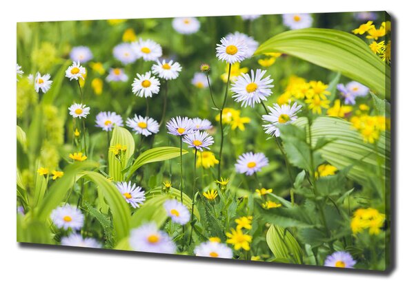 Tablou pe pânză canvas margarete