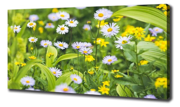 Tablou pe pânză canvas margarete