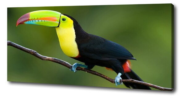 Print pe pânză Toucan