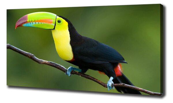 Print pe pânză Toucan