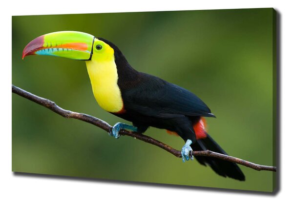 Print pe pânză Toucan