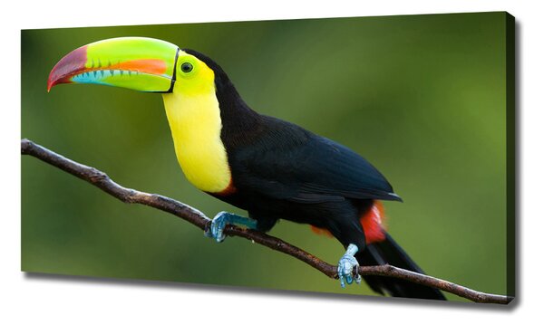 Print pe pânză Toucan