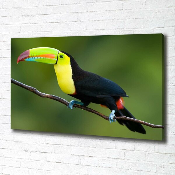 Print pe pânză Toucan