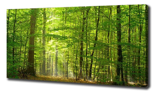Print pe canvas pădure de foioase
