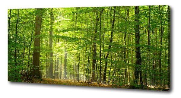 Print pe canvas pădure de foioase