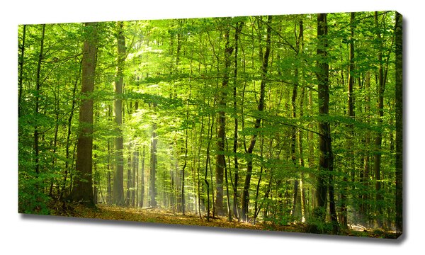 Print pe canvas pădure de foioase