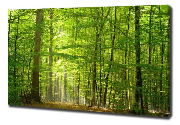 Print pe canvas pădure de foioase