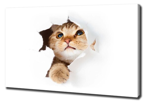 Tablou pe pânză Cat în gaura