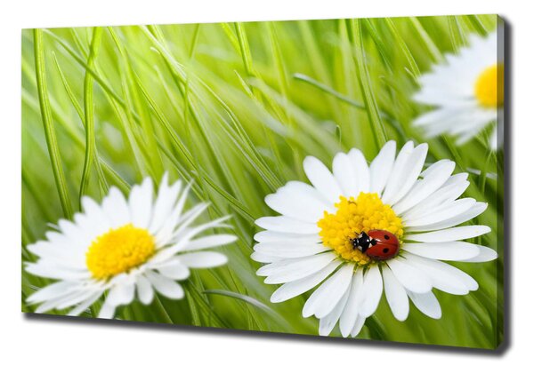 Tablou pe pânză canvas margarete