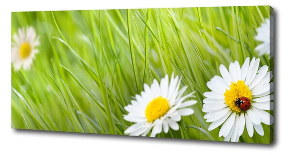 Tablou pe pânză canvas margarete